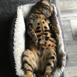 Meet your Posher, Wendy-pooh